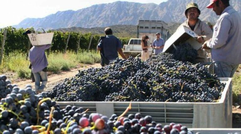 cosecha-de-uva