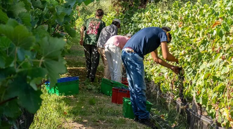 vendimia-25-1-1000x667-1